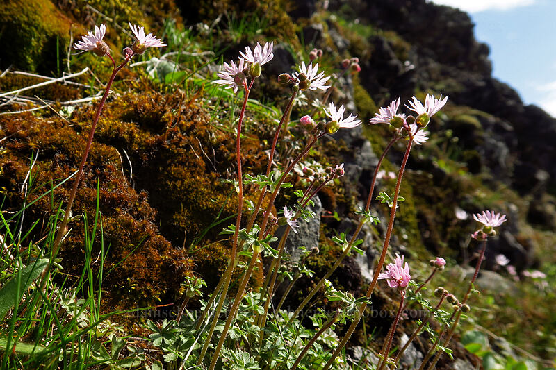 prairie stars (Lithophragma glabrum) [Doug's Beach State Park, Klickitat County, Washington]