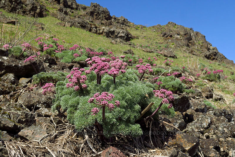 Columbia desert parsley (Lomatium columbianum) [Doug's Beach State Park, Klickitat County, Washington]
