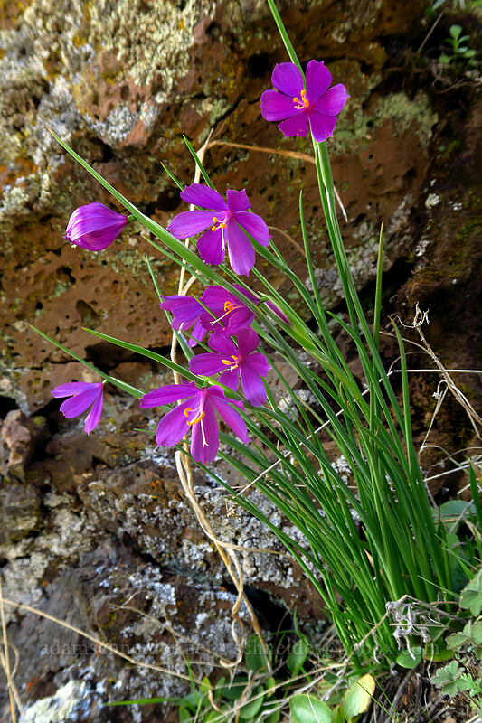 grass widows (Olsynium douglasii) [Doug's Beach State Park, Klickitat County, Washington]