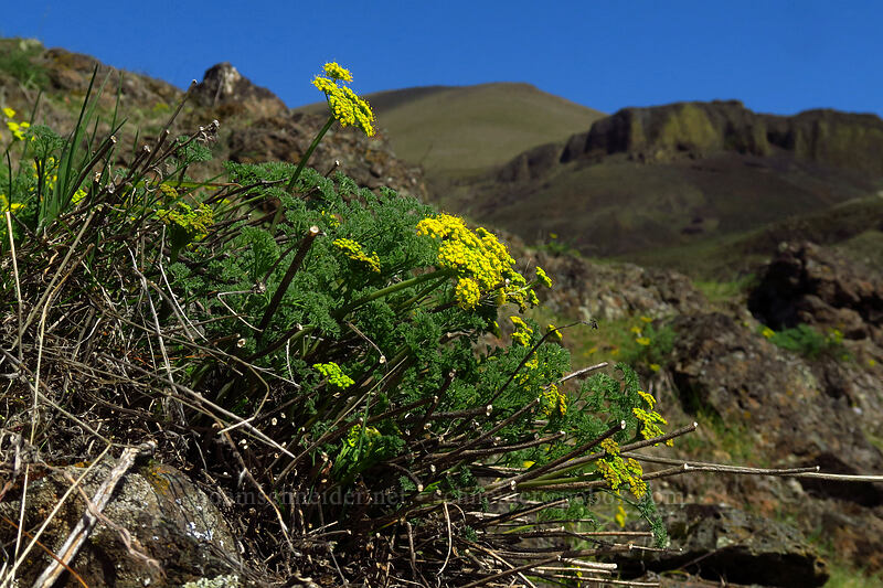 pungent desert parsley (Lomatium papilioniferum (Lomatium grayi)) [Doug's Beach State Park, Klickitat County, Washington]