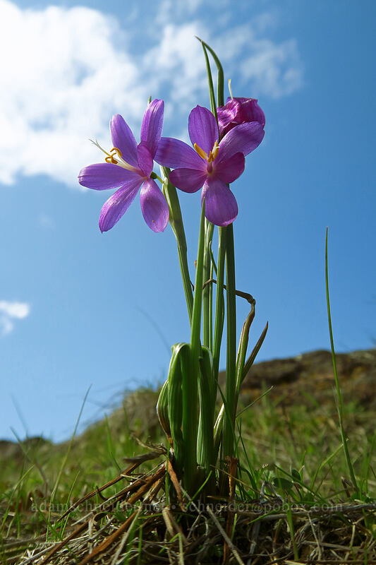 grass widows (Olsynium douglasii) [Doug's Beach State Park, Klickitat County, Washington]