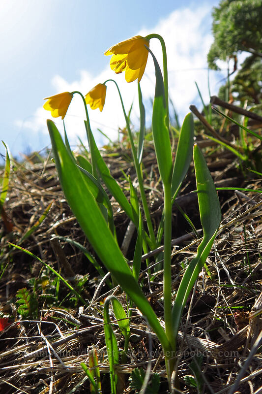 yellow bells (Fritillaria pudica) [Doug's Beach State Park, Klickitat County, Washington]