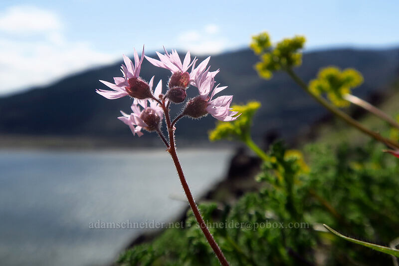 prairie stars (Lithophragma glabrum) [Doug's Beach State Park, Klickitat County, Washington]
