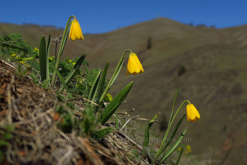 yellow bells (Fritillaria pudica) [Doug's Beach State Park, Klickitat County, Washington]