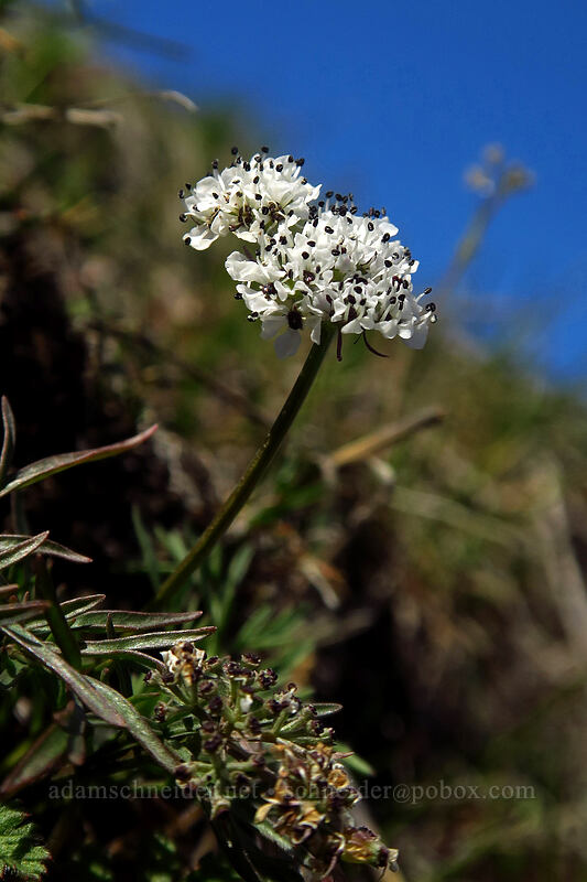 salt-and-pepper desert parsley (Lomatium sp.) [Doug's Beach State Park, Klickitat County, Washington]