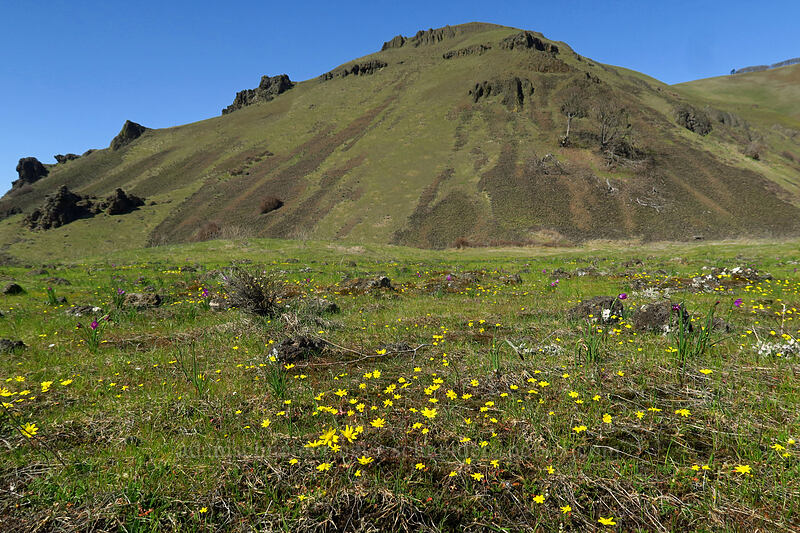 wildflowers [Doug's Beach State Park, Klickitat County, Washington]