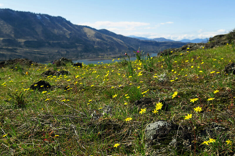 gold stars (Crocidium multicaule) [Doug's Beach State Park, Klickitat County, Washington]