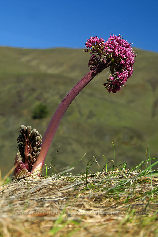 Columbia desert parsley (Lomatium columbianum) [Doug's Beach State Park, Klickitat County, Washington]