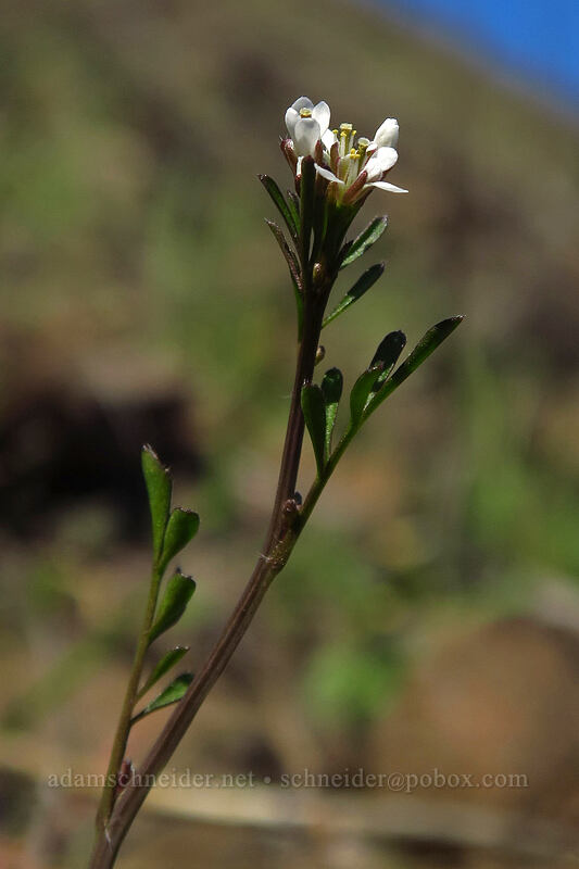 hairy bitter-cress (Cardamine hirsuta) [Doug's Beach State Park, Klickitat County, Washington]