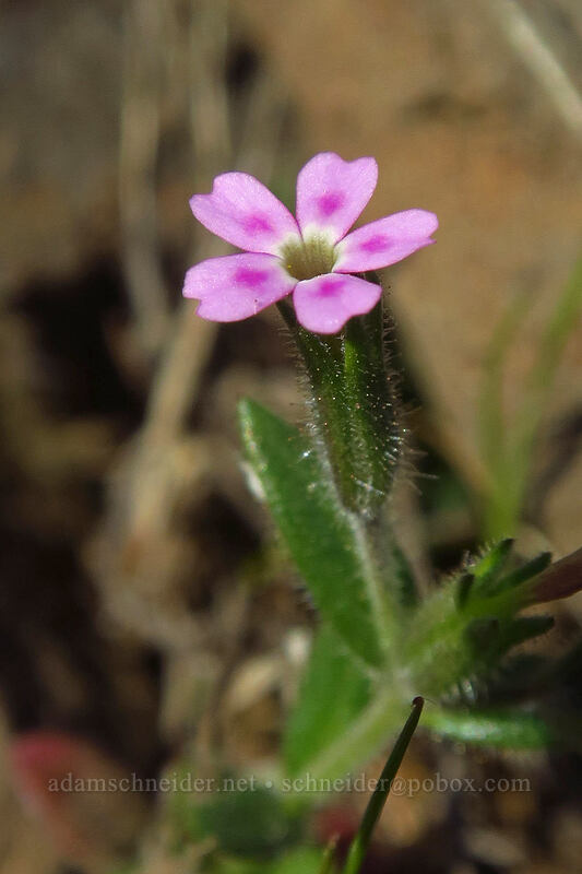 slender phlox (Microsteris gracilis (Phlox gracilis)) [Doug's Beach State Park, Klickitat County, Washington]