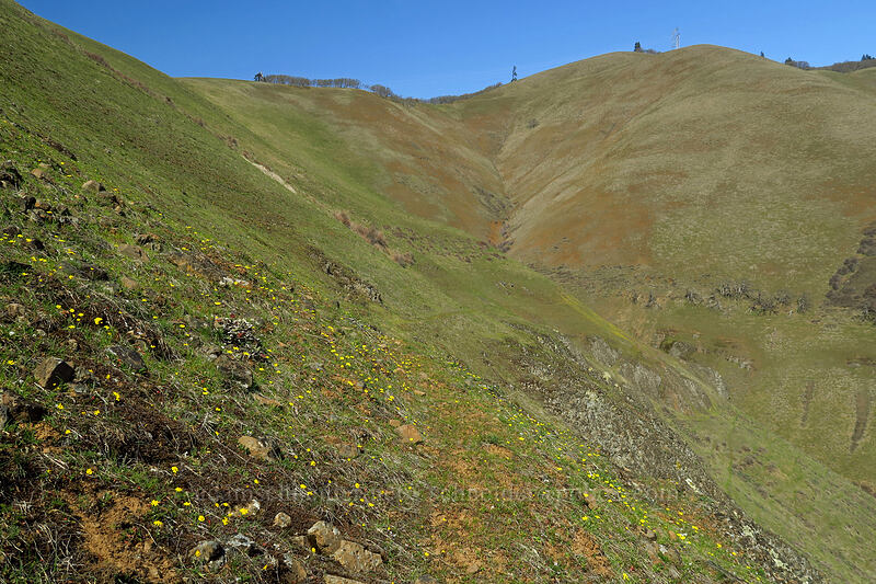 gold stars & hills (Crocidium multicaule) [Doug's Beach State Park, Klickitat County, Washington]