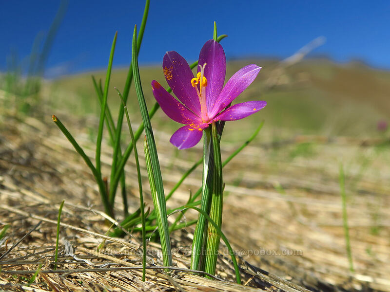 grass widows (Olsynium douglasii) [Doug's Beach State Park, Klickitat County, Washington]