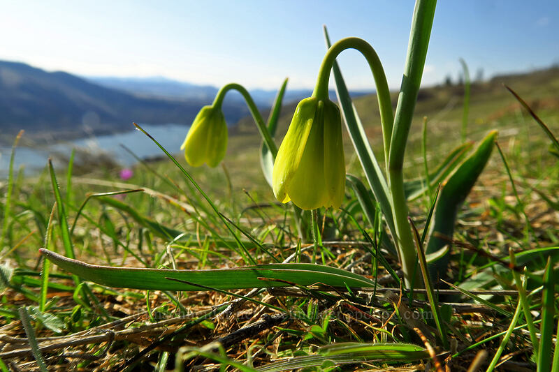 yellow bells (Fritillaria pudica) [Doug's Beach State Park, Klickitat County, Washington]