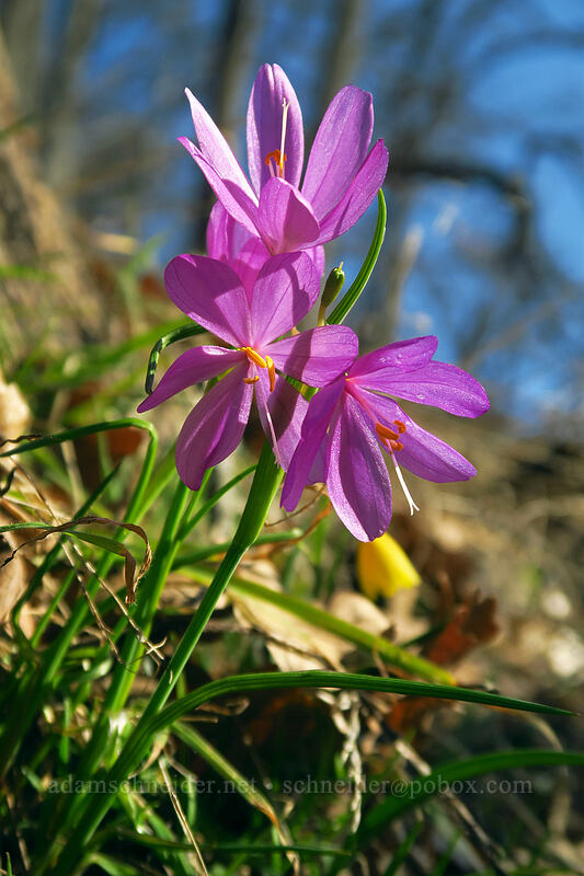grass widows (Olsynium douglasii) [Doug's Beach State Park, Klickitat County, Washington]