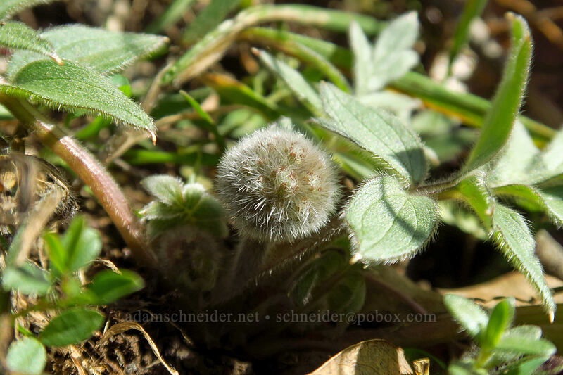 ball-head waterleaf (Hydrophyllum capitatum var. thompsonii) [Doug's Beach State Park, Klickitat County, Washington]