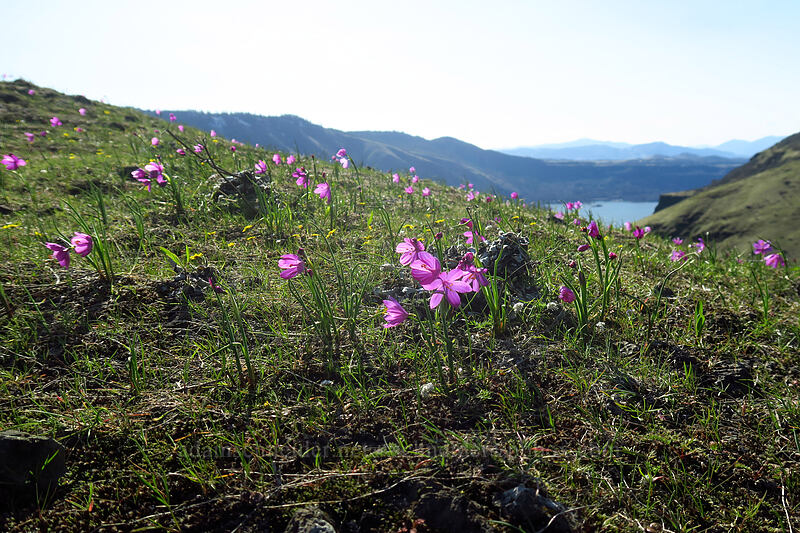 grass widows (Olsynium douglasii) [Doug's Beach State Park, Klickitat County, Washington]