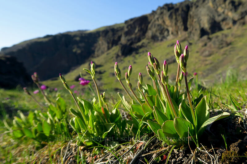 poet's shooting stars, budding (Dodecatheon poeticum (Primula poetica)) [Doug's Beach State Park, Klickitat County, Washington]