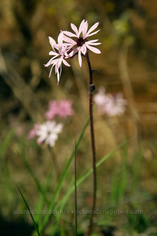 prairie star (Lithophragma glabrum) [Doug's Beach State Park, Klickitat County, Washington]