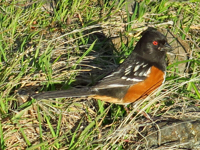 spotted towhee (Pipilo maculatus) [Doug's Beach State Park, Klickitat County, Washington]