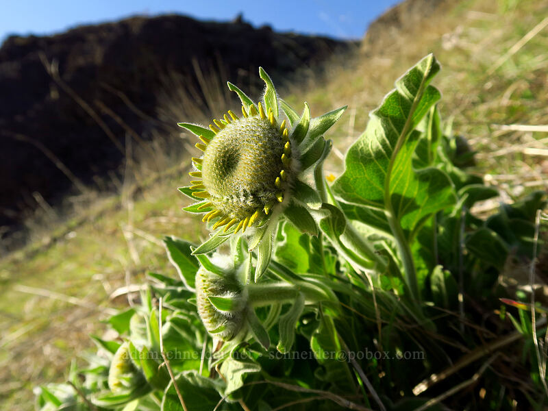 balsamroot, budding (Balsamorhiza sp.) [Doug's Beach State Park, Klickitat County, Washington]