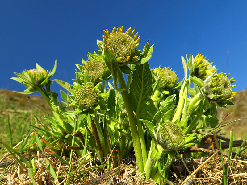 balsamroot, budding (Balsamorhiza sp.) [Doug's Beach State Park, Klickitat County, Washington]