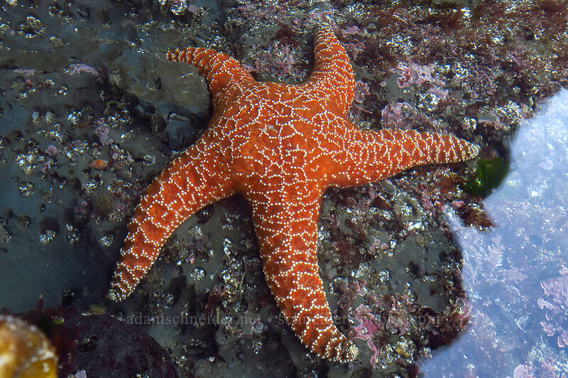 ochre sea star (Pisaster ochraceus) [Boiler Bay Research Reserve, Lincoln County, Oregon]