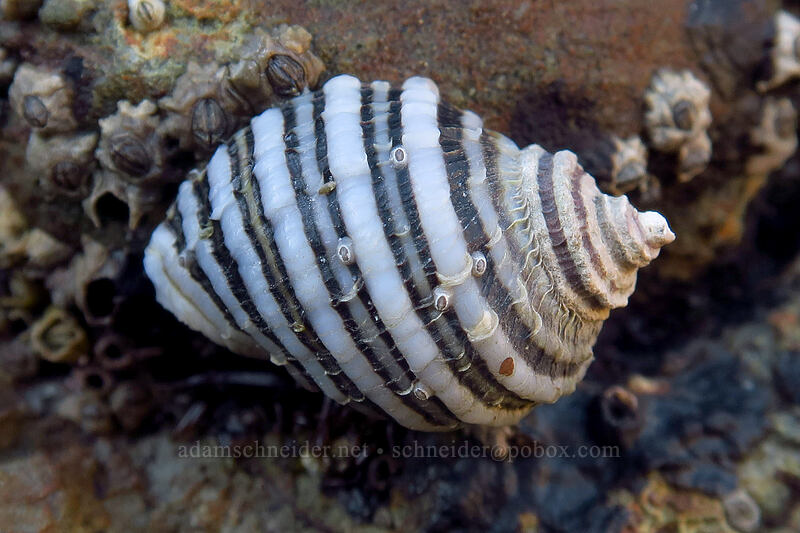 northern striped dogwinkle (Nucella ostrina) [Boiler Bay Research Reserve, Lincoln County, Oregon]