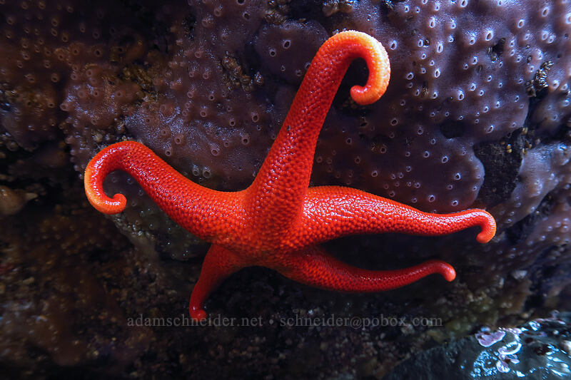 Pacific blood star (Henricia leviuscula) [Boiler Bay Research Reserve, Lincoln County, Oregon]
