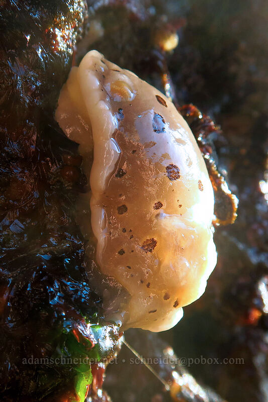 spotted leopard dorid (nudibranch) (Diaulula odonoghuei (Doris odonoghuei)) [Boiler Bay Research Reserve, Lincoln County, Oregon]
