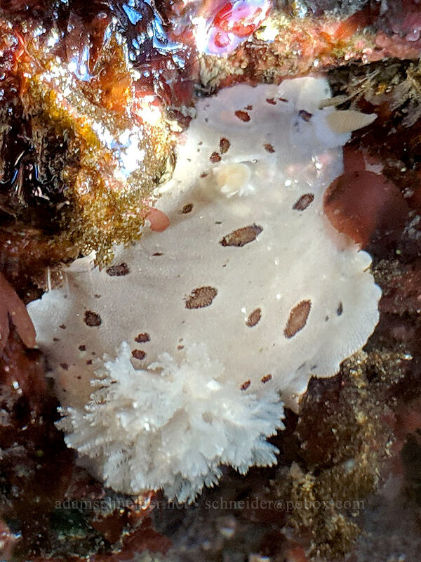 spotted leopard dorid (nudibranch) (Diaulula odonoghuei (Doris odonoghuei)) [Boiler Bay Research Reserve, Lincoln County, Oregon]
