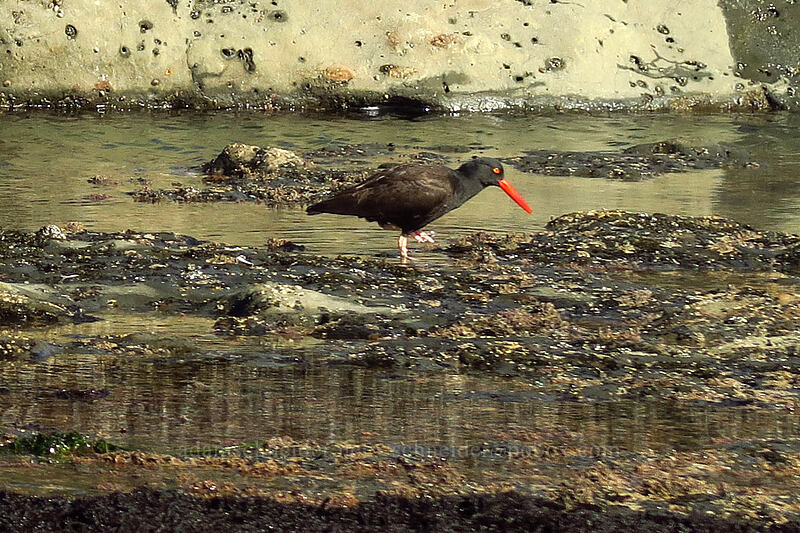 black oystercatcher (Haematopus bachmani) [Otter Rock Marine Garden, Otter Rock, Lincoln County, Oregon]