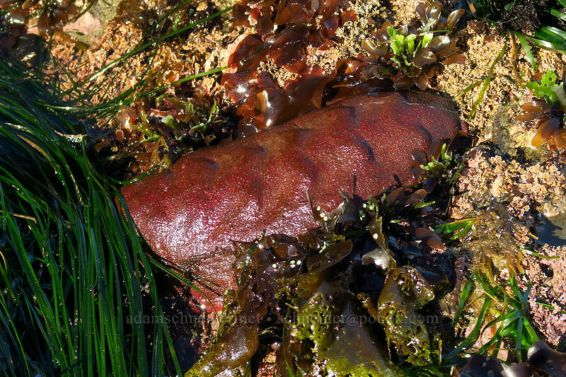 gumboot chiton (Cryptochiton stelleri) [Otter Rock Marine Garden, Otter Rock, Lincoln County, Oregon]