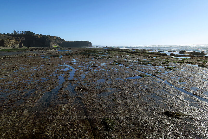 tidepools [Otter Rock Marine Garden, Otter Rock, Lincoln County, Oregon]