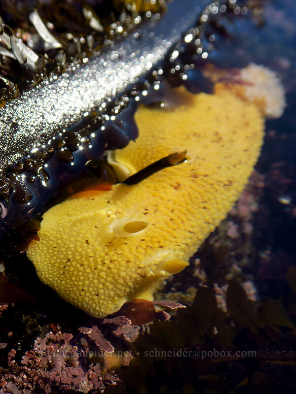 sea-lemon nudibranch (Peltodoris nobilis (Anisodoris nobillis)) [Boiler Bay Research Reserve, Lincoln County, Oregon]