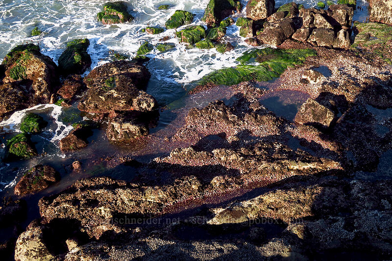 urchin beds [Boiler Bay Research Reserve, Lincoln County, Oregon]