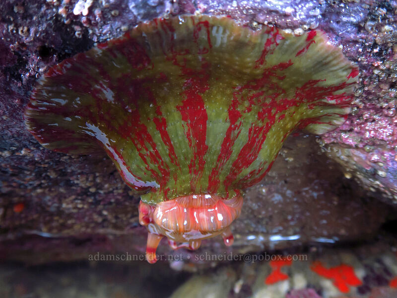 Christmas anemone, hanging down (Urticina grebelnyi) [Boiler Bay Research Reserve, Lincoln County, Oregon]