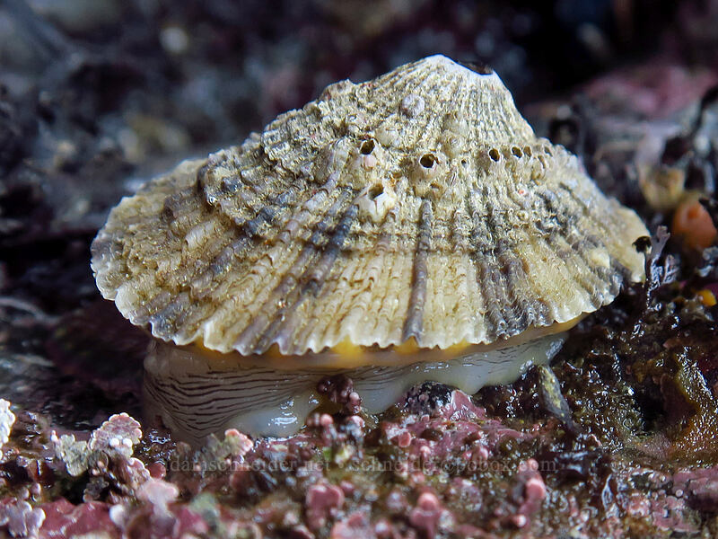 rough keyhole limpet (Diodora aspera) [Boiler Bay Research Reserve, Lincoln County, Oregon]