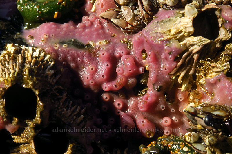 purple encrusting sponge (Haliclona cinerea) [Spanish Head, Lincoln City, Lincoln County, Oregon]