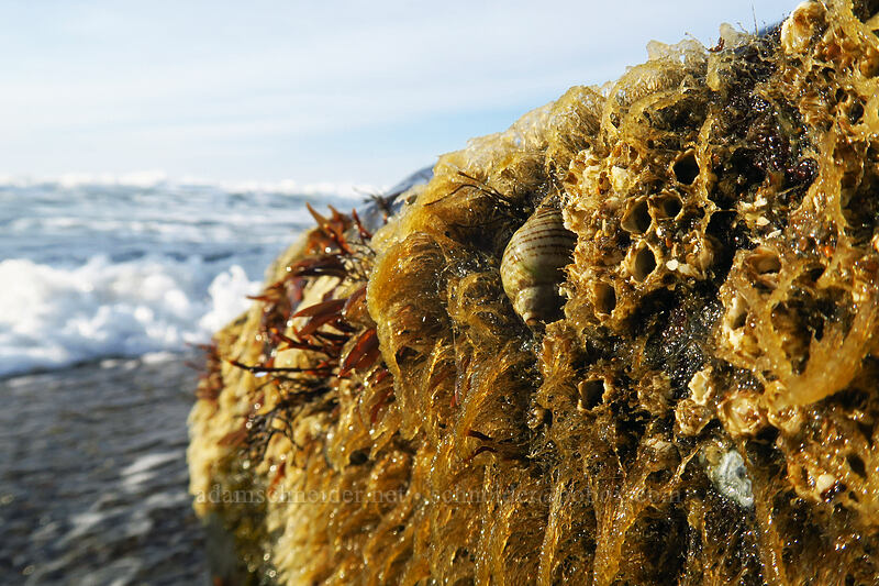 dogwinkle & algae (Nucella ostrina) [Spanish Head, Lincoln City, Lincoln County, Oregon]