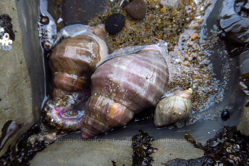 wrinkled purple whelks (Nucella lamellosa) [Spanish Head, Lincoln City, Lincoln County, Oregon]