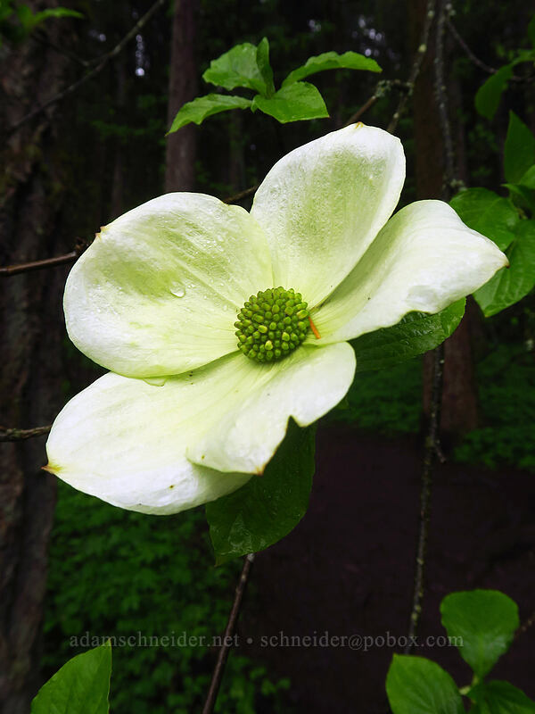 Pacific dogwood (Cornus nuttallii) [Angel's Rest Trailhead, Columbia River Gorge, Multnomah County, Oregon]