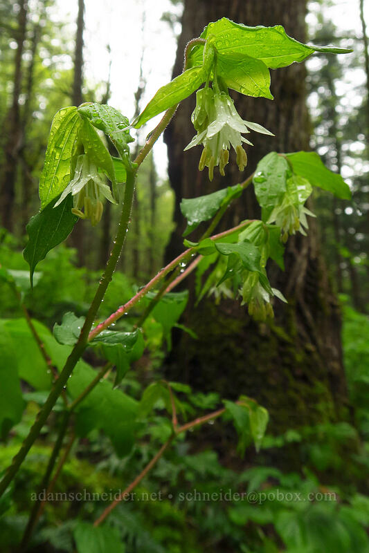 Hooker's fairy bells (Prosartes hookeri (Disporum hookeri)) [Angel's Rest Trail, Columbia River Gorge, Multnomah County, Oregon]
