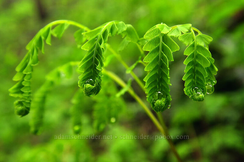 maidenhair fern (Adiantum aleuticum) [Angel's Rest Trail, Columbia River Gorge, Multnomah County, Oregon]