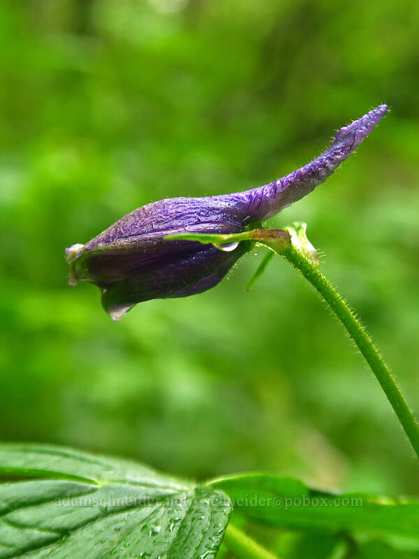 Columbian larkspur (Delphinium trolliifolium) [Angel's Rest Trail, Columbia River Gorge, Multnomah County, Oregon]