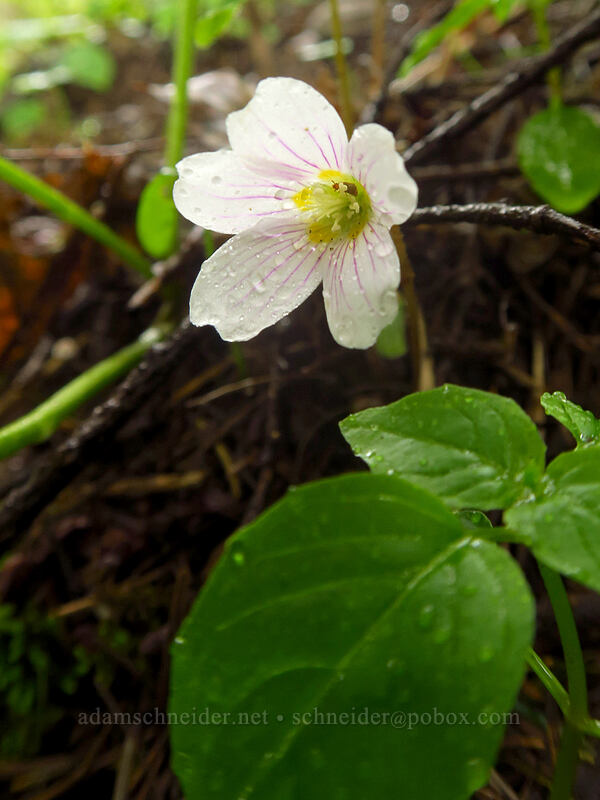 redwood sorrel (Oxalis oregana) [Angel's Rest Trail, Columbia River Gorge, Multnomah County, Oregon]