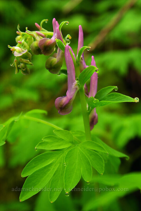 western corydalis, budding (Corydalis scouleri) [Angel's Rest Trail, Columbia River Gorge, Multnomah County, Oregon]