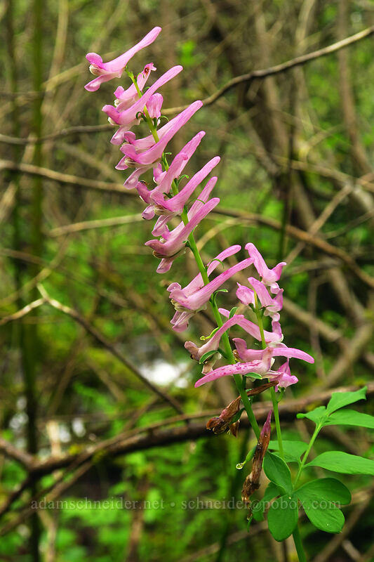 western corydalis (Corydalis scouleri) [Angel's Rest Trail, Columbia River Gorge, Multnomah County, Oregon]