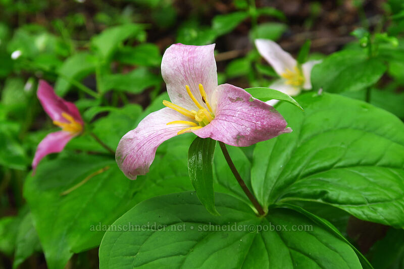western trillium, fading (Trillium ovatum) [Angel's Rest Trail, Columbia River Gorge, Multnomah County, Oregon]
