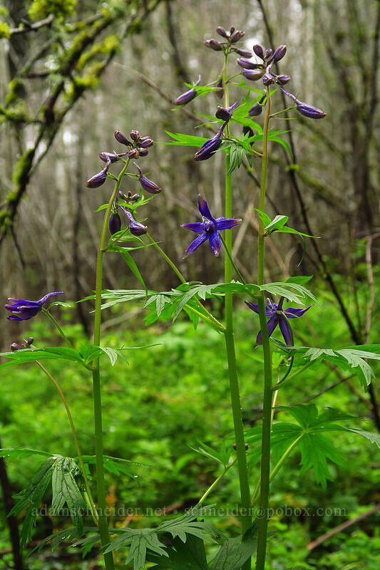 Columbian larkspur (Delphinium trolliifolium) [Angel's Rest Trail, Columbia River Gorge, Multnomah County, Oregon]