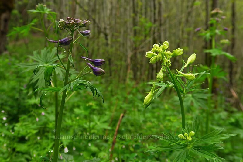 Columbian larkspur, normal and pale (Delphinium trolliifolium) [Angel's Rest Trail, Columbia River Gorge, Multnomah County, Oregon]